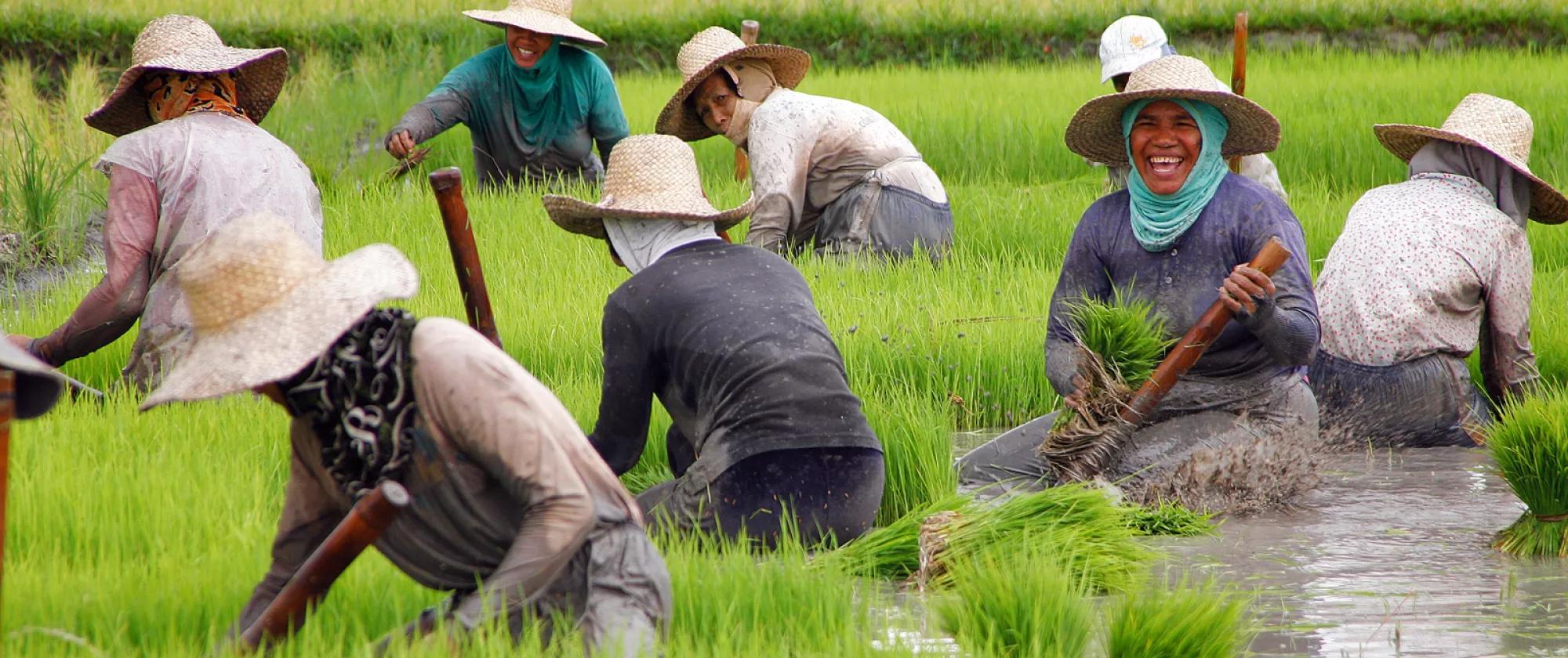 rice farmers in the Philippines