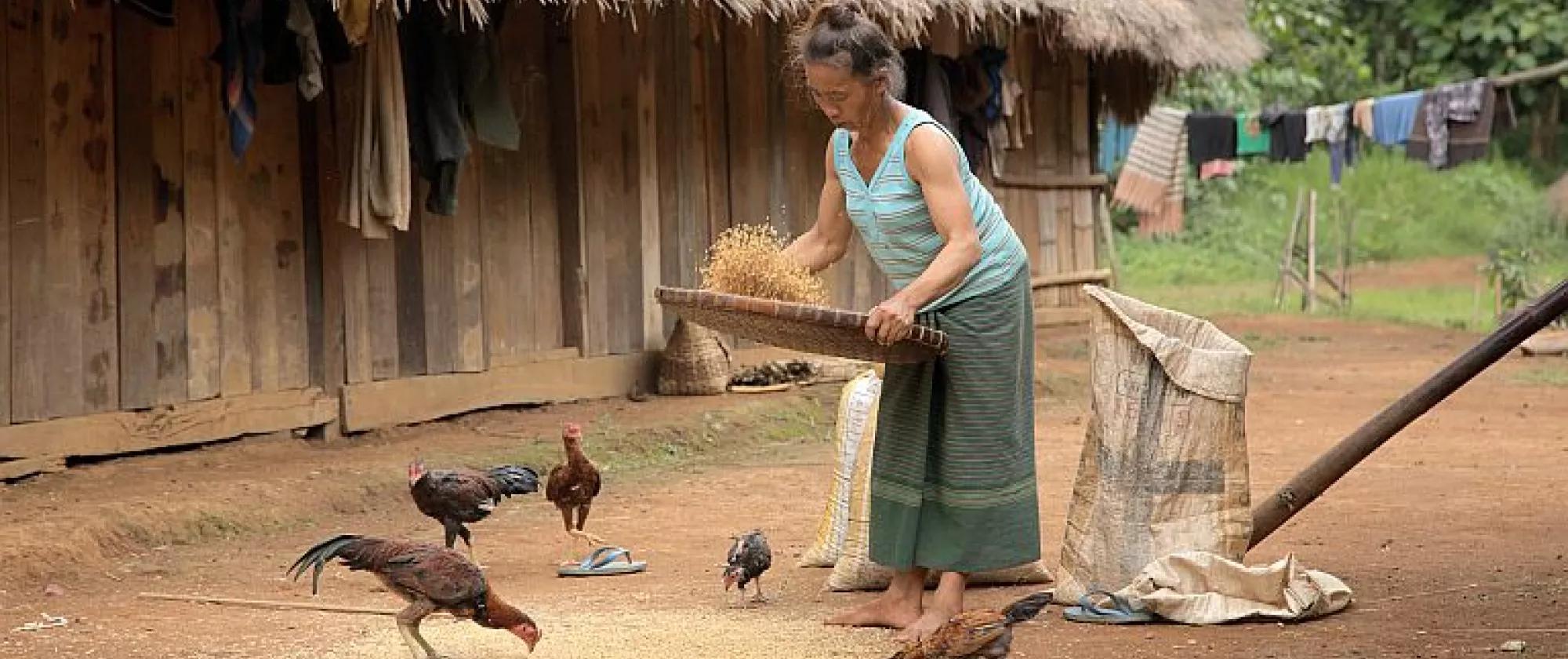 Local Lao women shaking grains