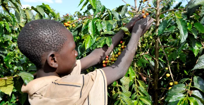 Side view of black boy picking berries in bush field