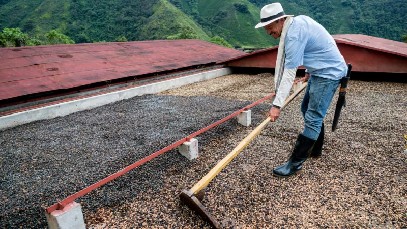 A Mexican worker rakes coffee beans