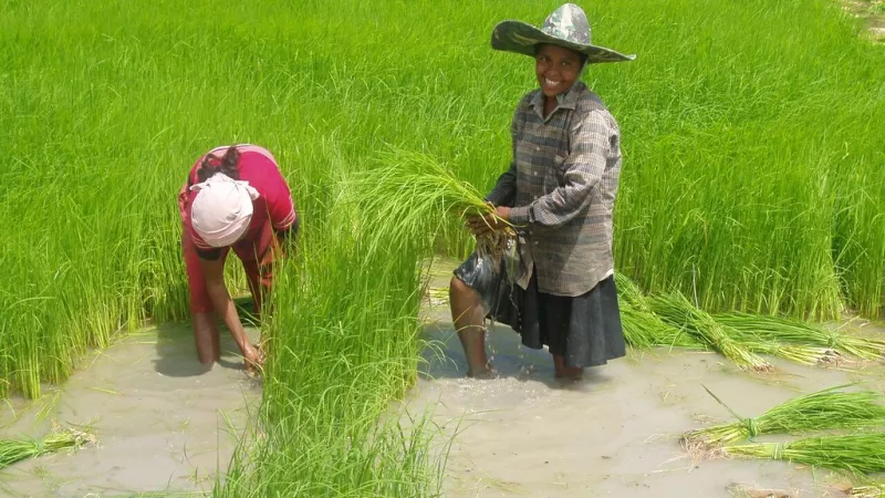 Two female farmers at the field rice in Timor-Leste